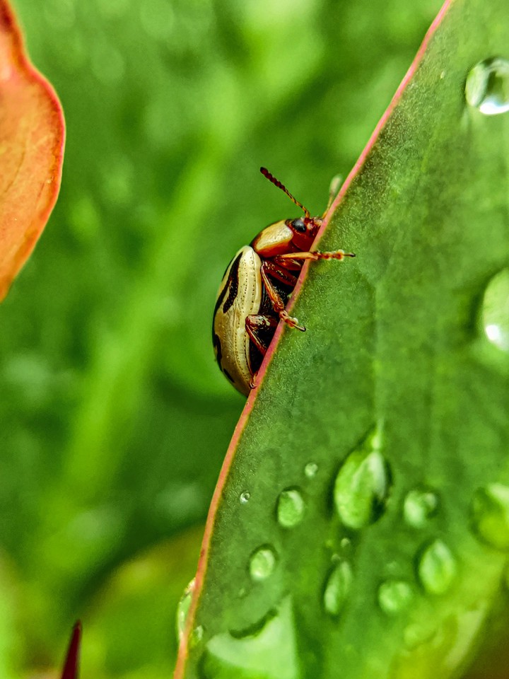 INSECT