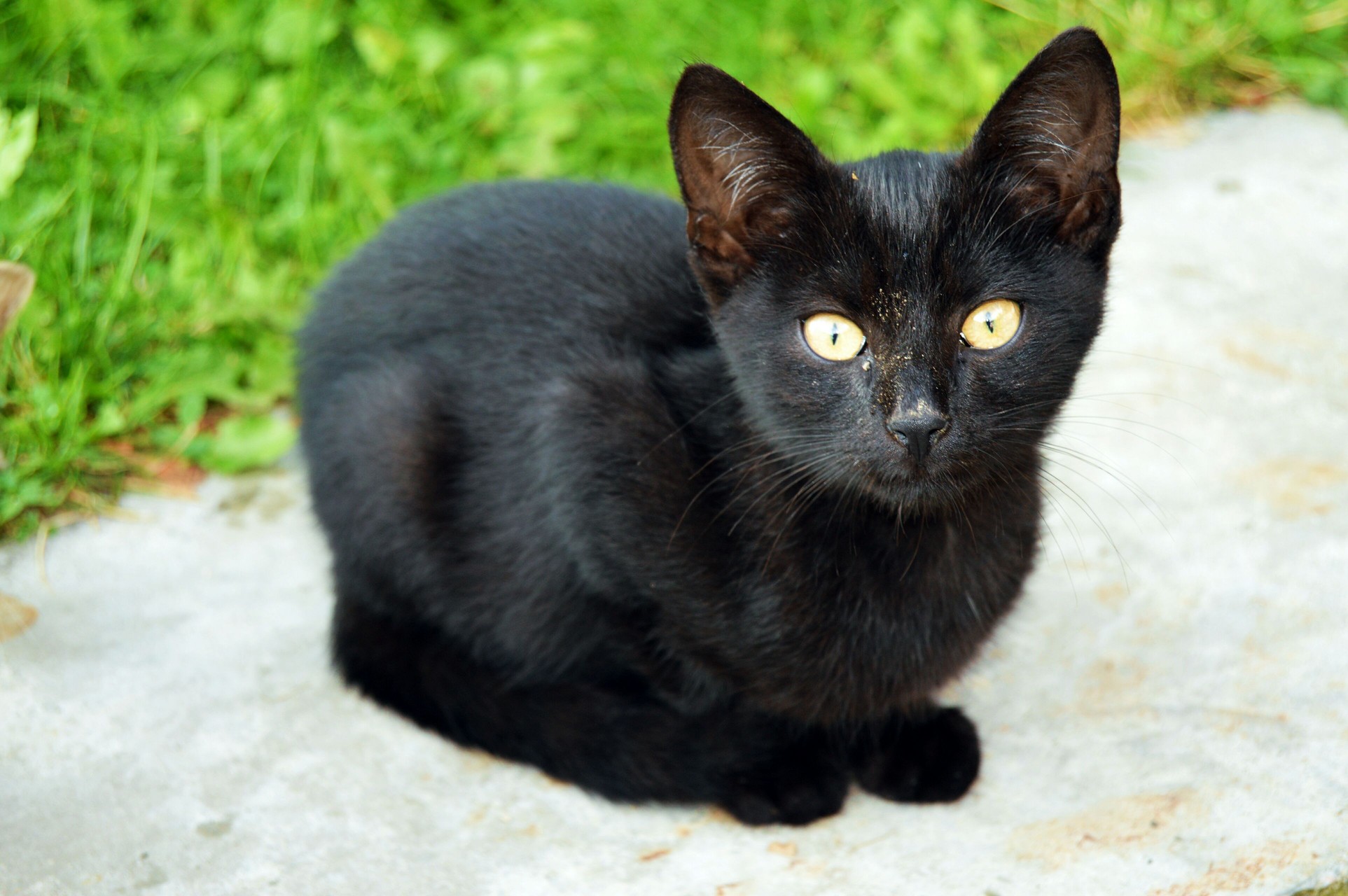 black cat