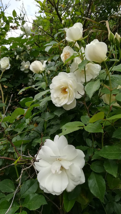 rose