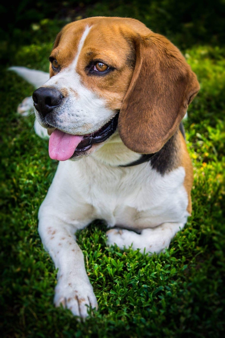 Beagle