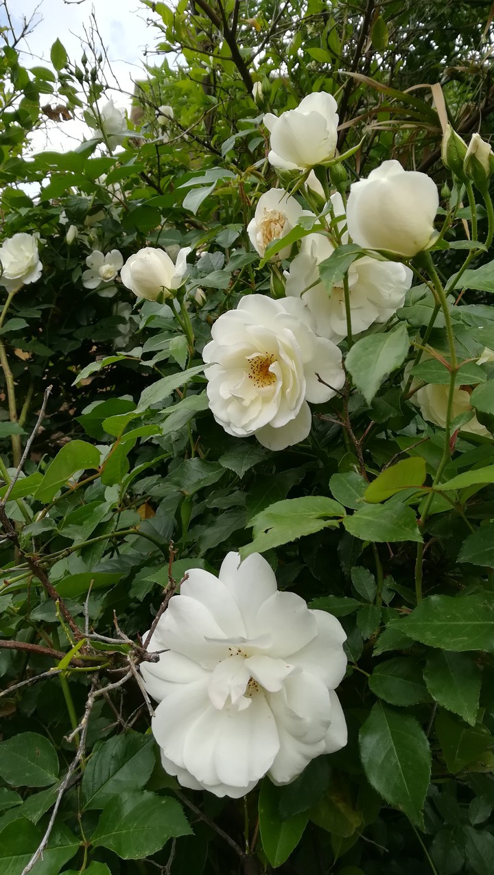 rose