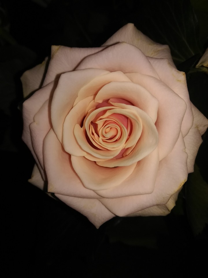 rose