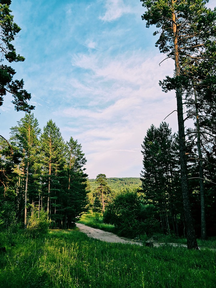 Summer forest