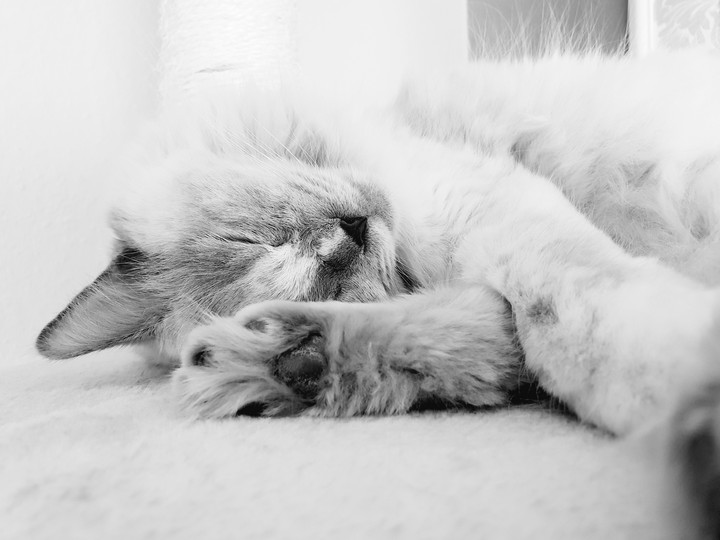 sleeping cat