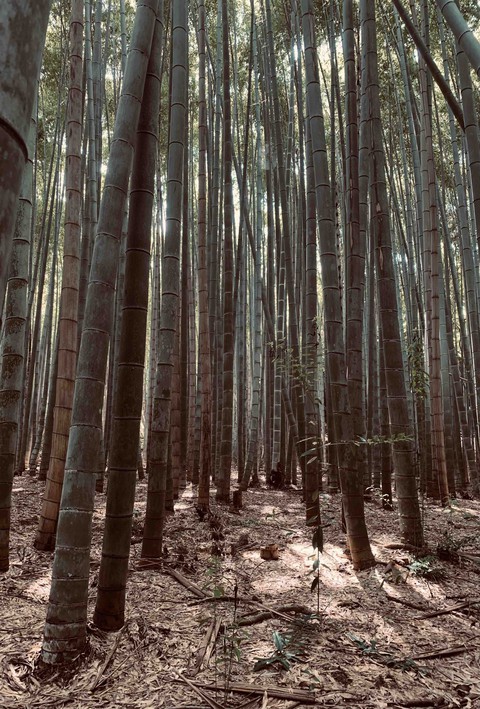 bamboo