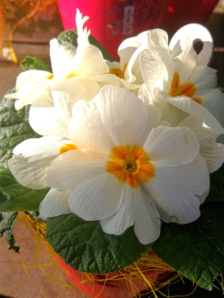Blumen im Frühling