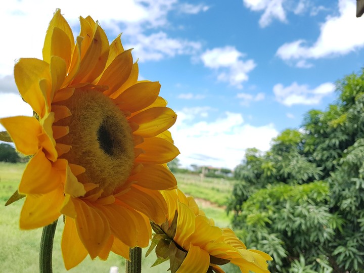 Girasol