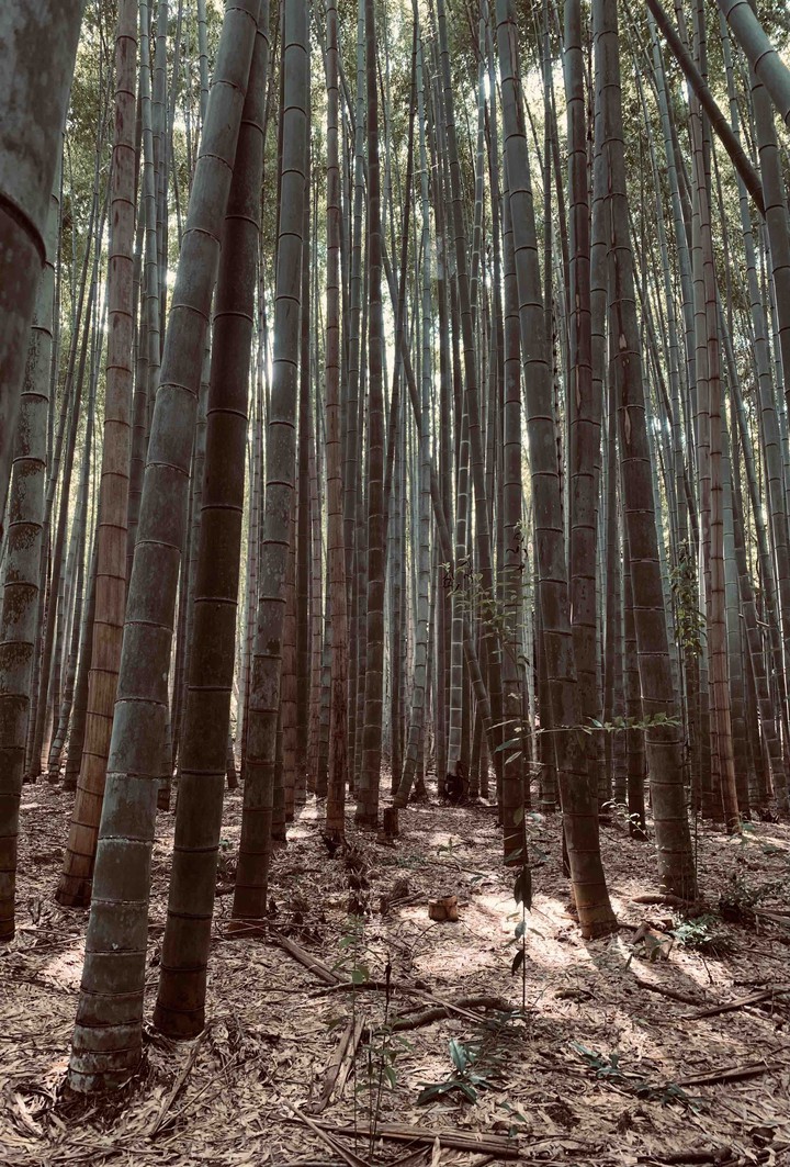 bamboo