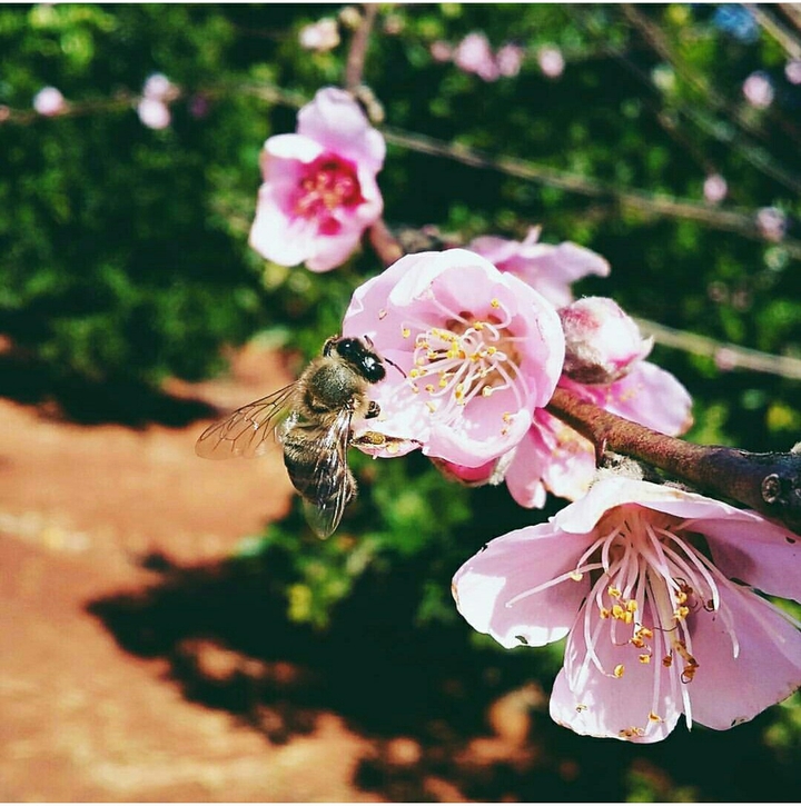 Bee and flowers