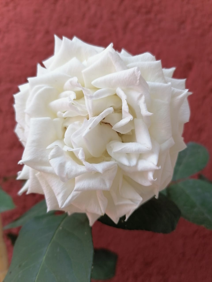 Rosal
