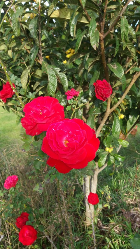 rosas vermelhas