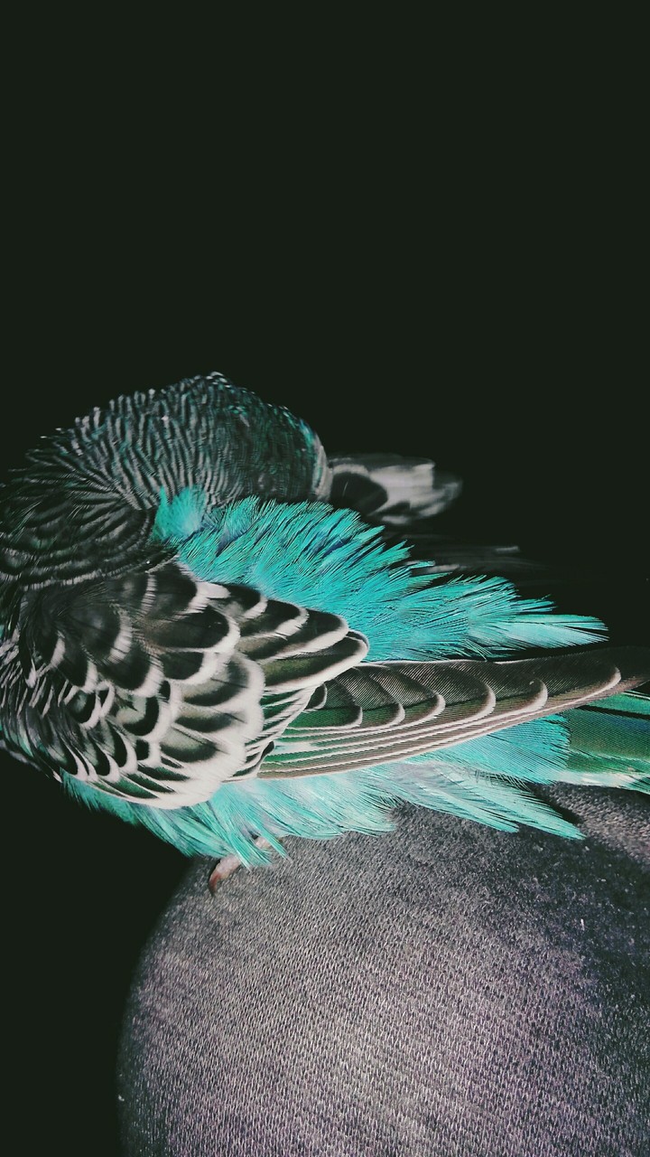 parrot