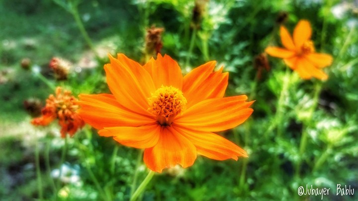 Yollow Cosmos Flower
