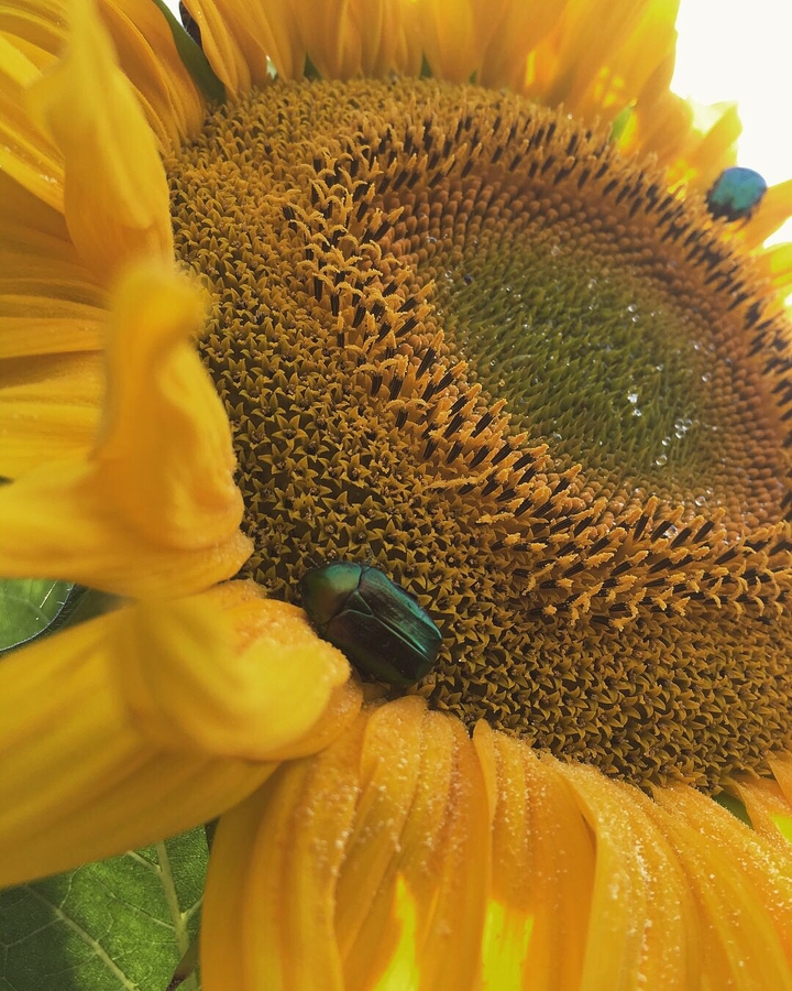 sunflower
