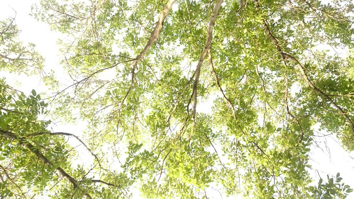 lightness