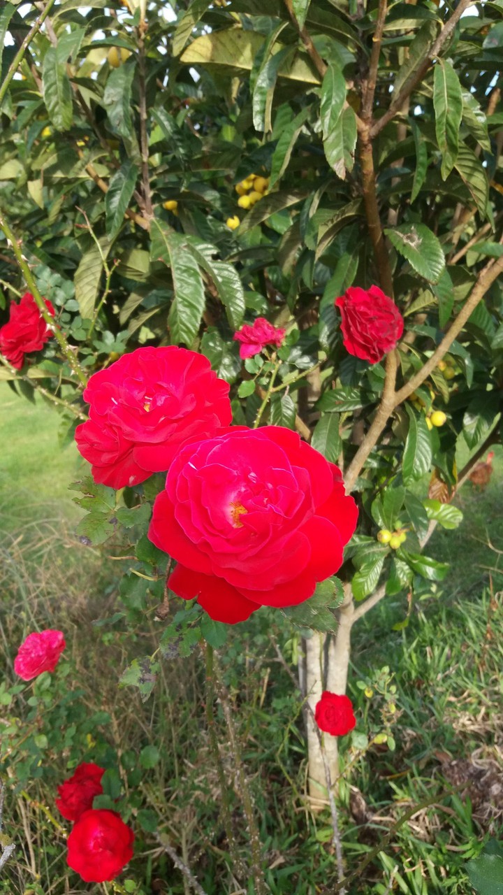 rosas vermelhas