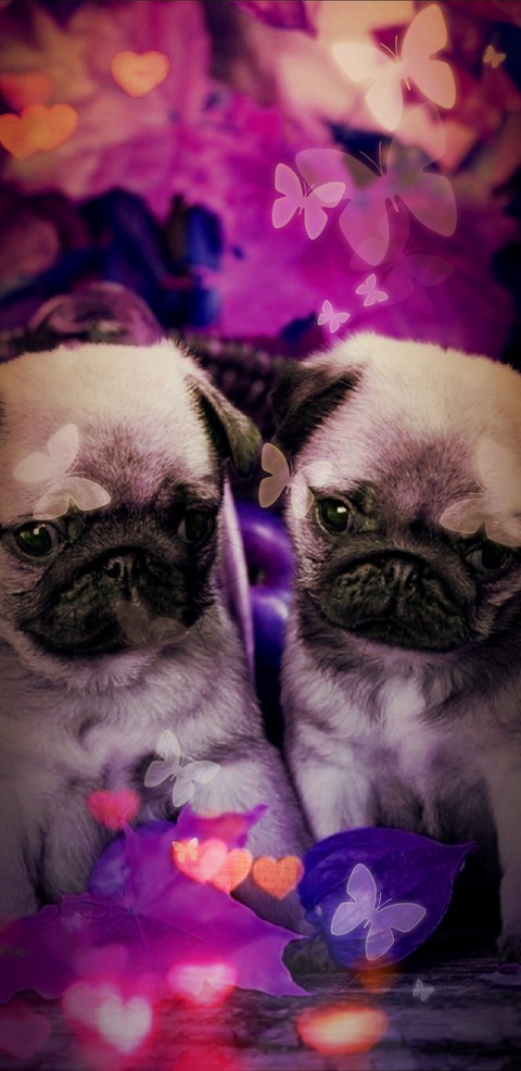 Pug Dog