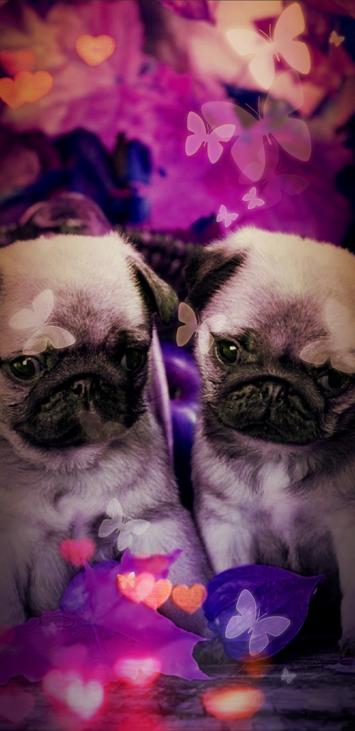 Pug Dog