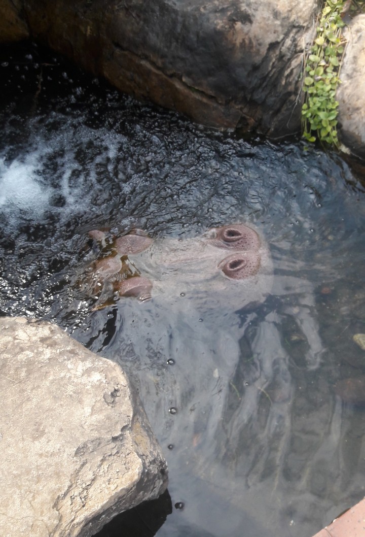 hippo