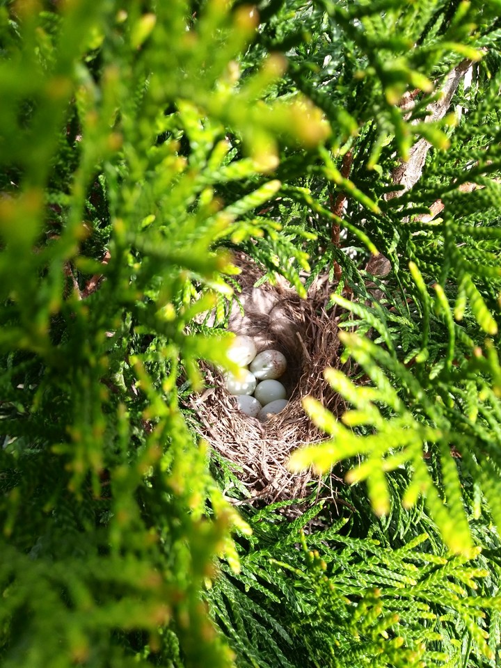 birds
