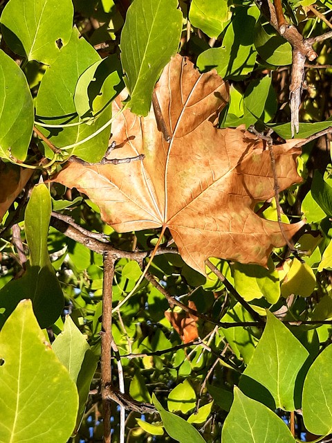 Leaf, Branch, Twig