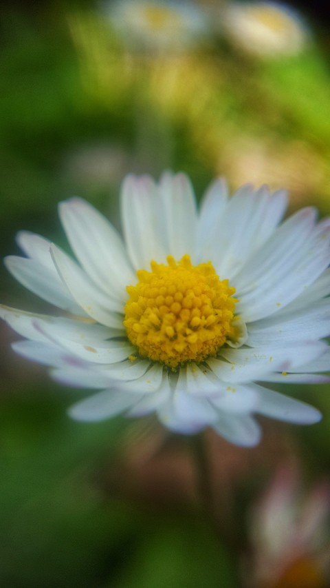 Macro spring