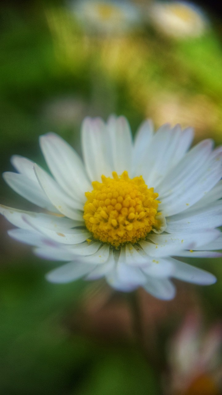 Macro spring
