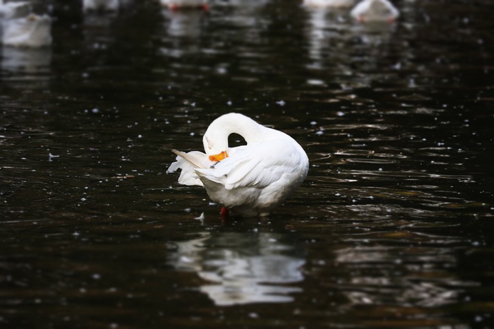 birds beautification