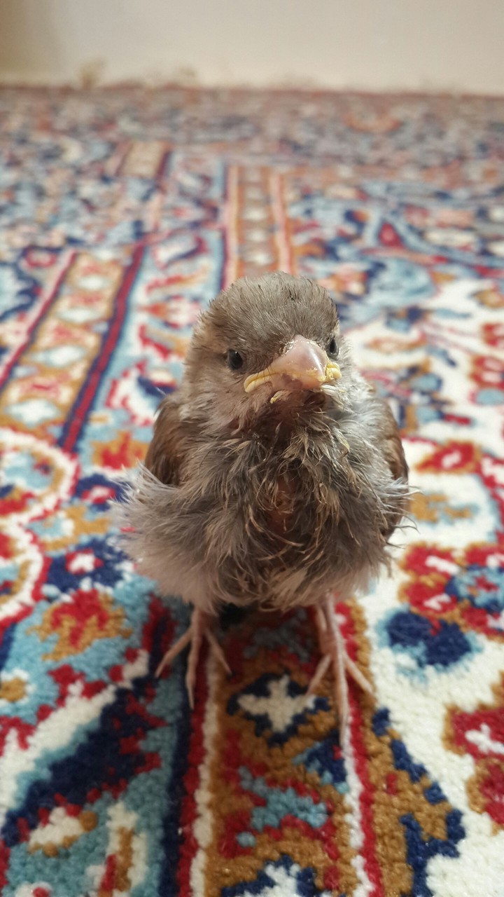 bird