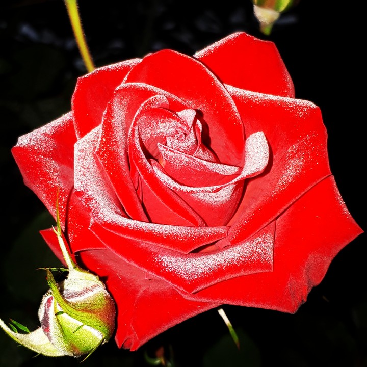 Rosa vermelha do Luar