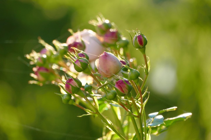 blumen