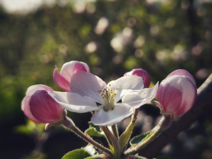 Apple Blossom
