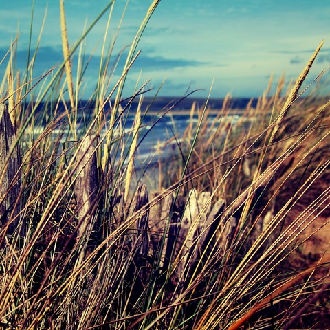summer reeds