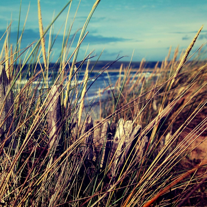 summer reeds