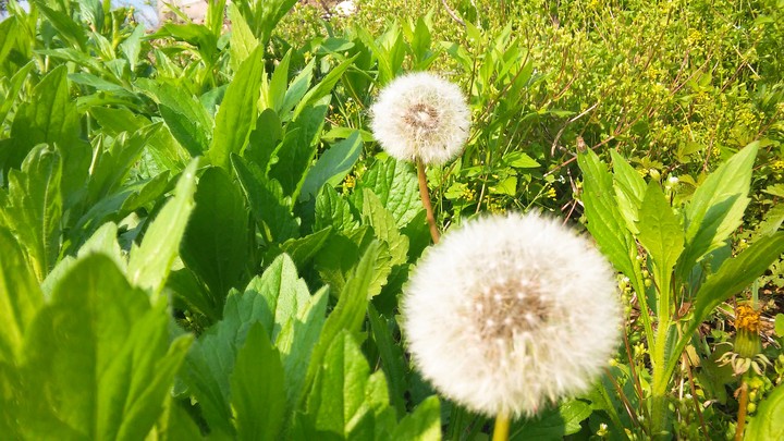 민들레