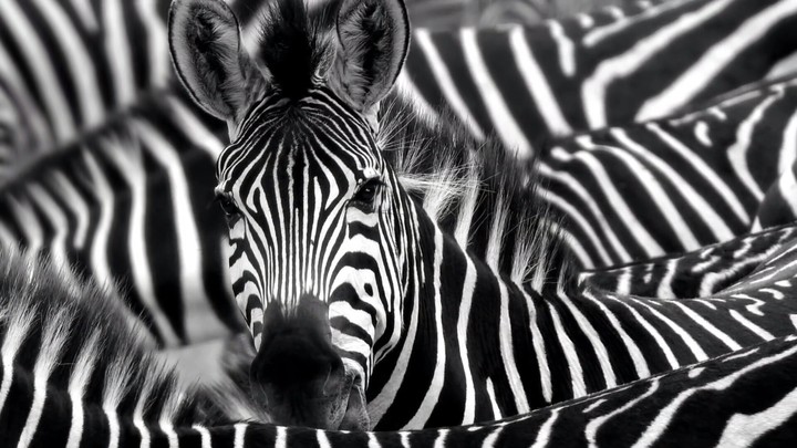 zebras