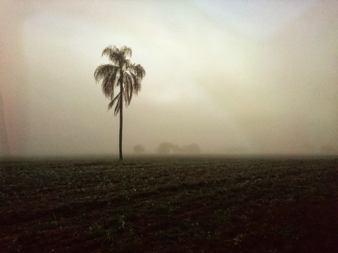 Coqueiro Solitário