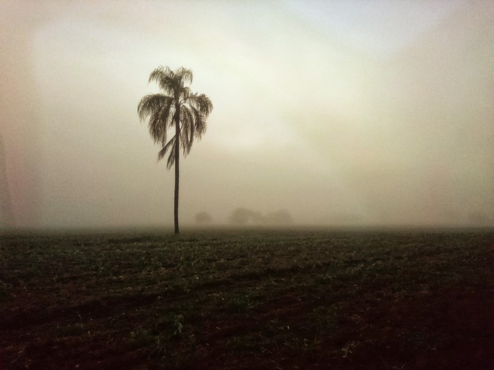 Coqueiro Solitário
