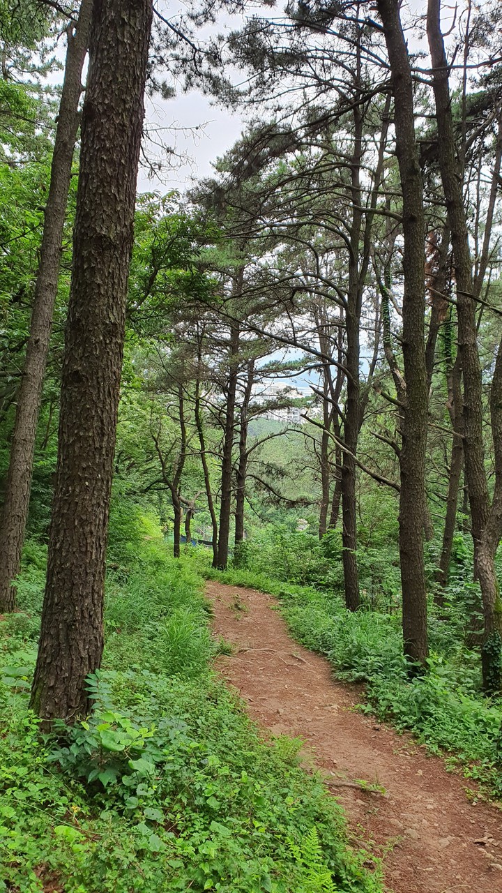숲(forest)
