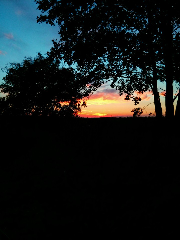 Sunset behind trees