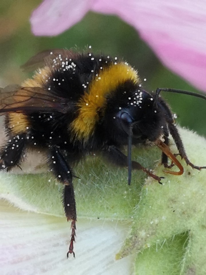Hummel