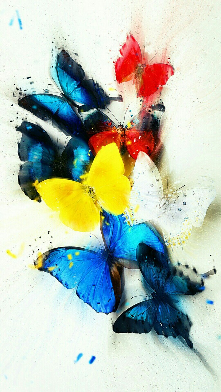 butterfly