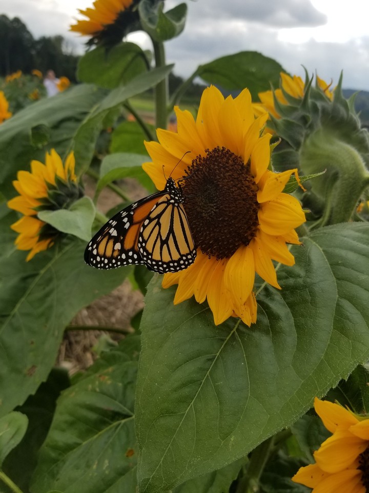 Sunflowers and Butterflies