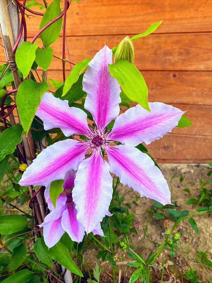 fiore