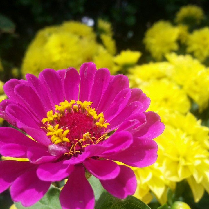 bloom.