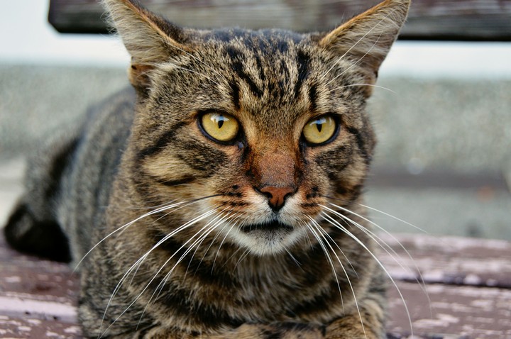cat