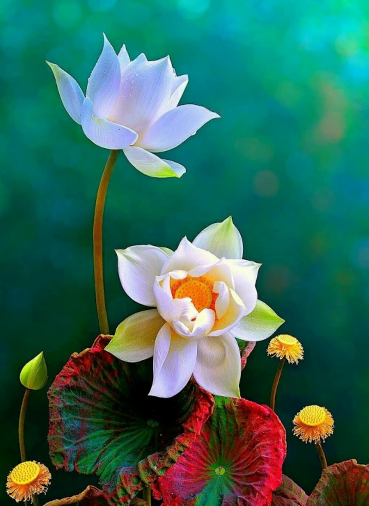flowers