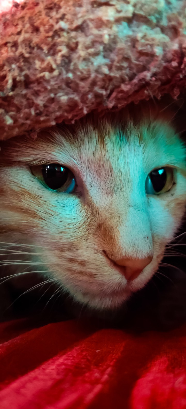 Cat  मस्तानी