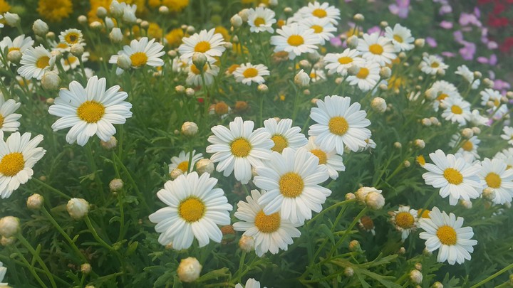 Miracle Garden