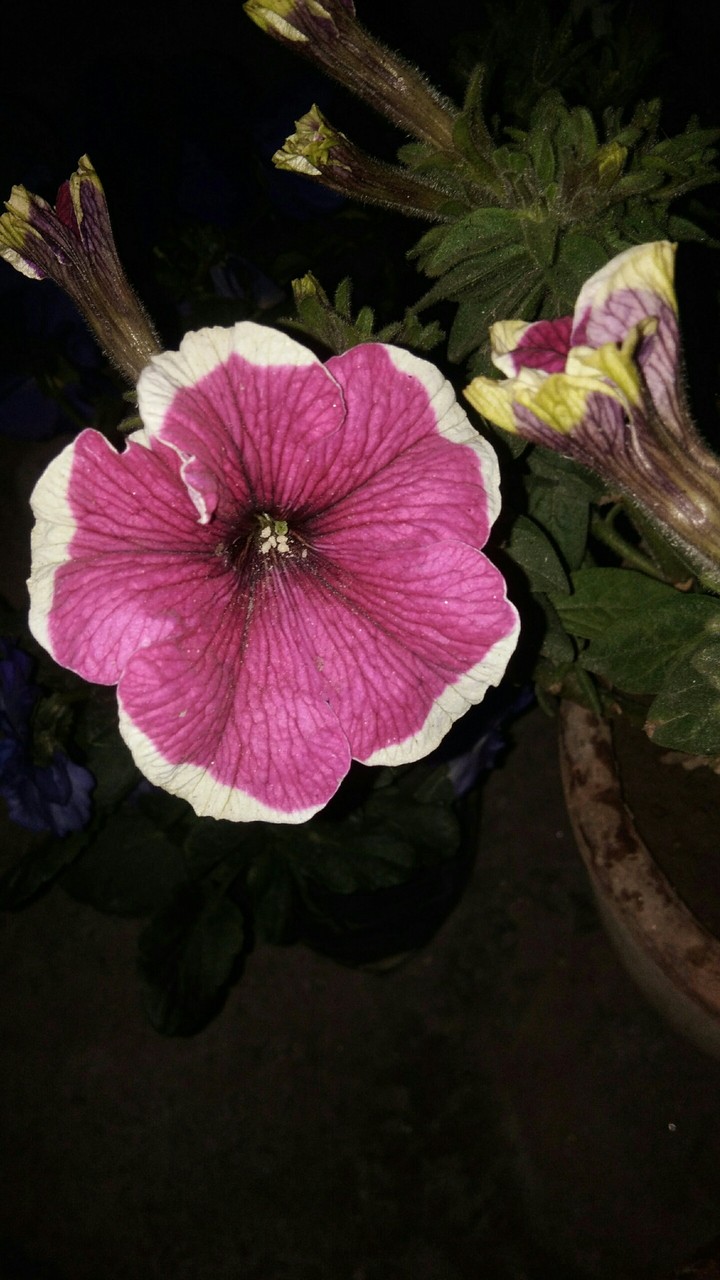 poppy ?